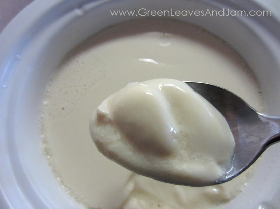 vegan yogurt in yogurt maker